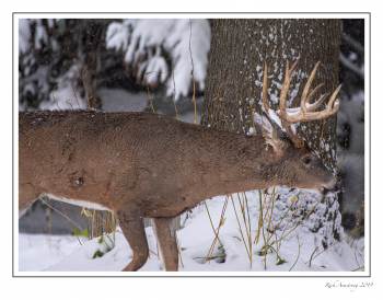 11 pt buck 5.jpg